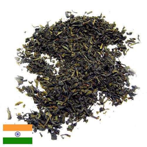 чай крупнолистовой из Индии
