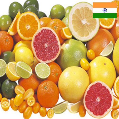 Цитрусовые фрукты из Индии