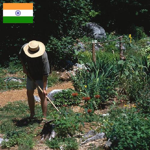 Цветы садовые из Индии