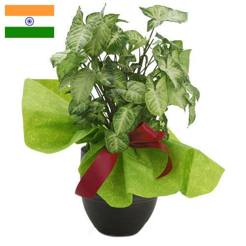 Декоративные растения из Индии