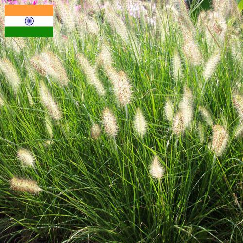 Декоративные травы из Индии