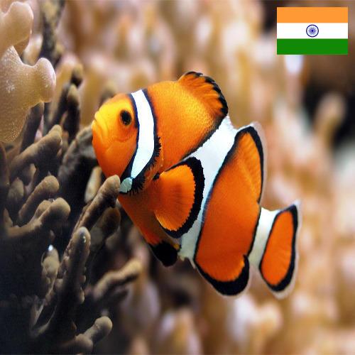 Джамперы из Индии