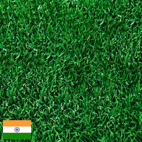 Газонная трава из Индии