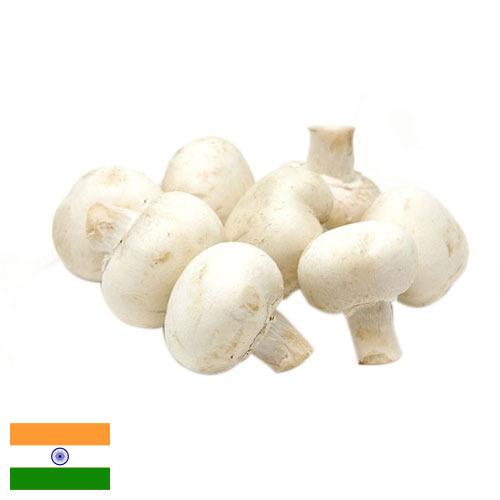 Грибы белые из Индии