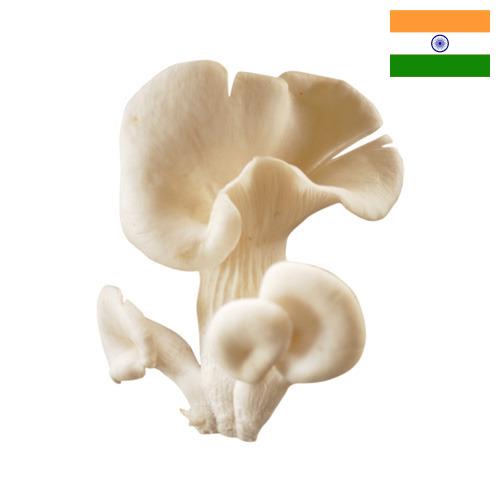 грибы вешенки из Индии