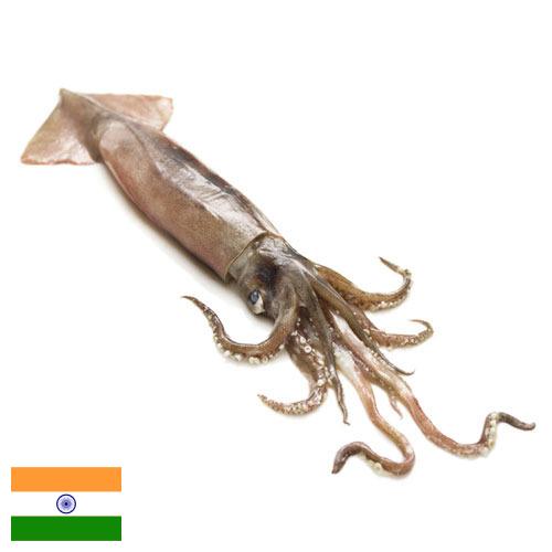 Кальмары из Индии