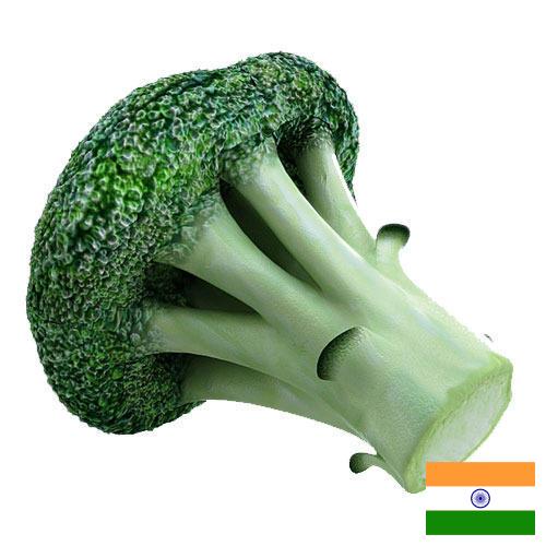 Капуста брокколи из Индии