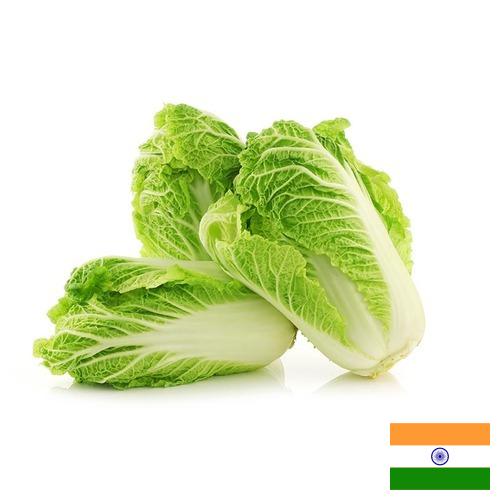 Капуста китайская из Индии