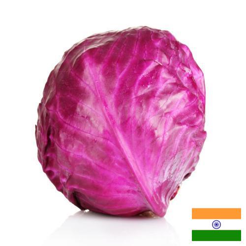 Капуста краснокочанная из Индии