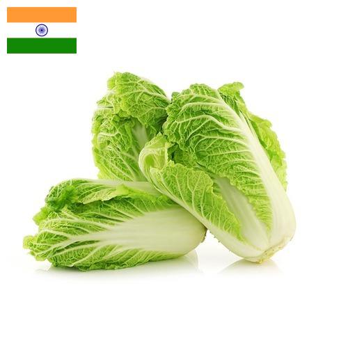 капуста пекинская из Индии