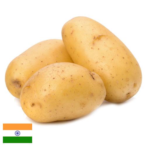 картошка из Индии