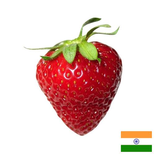 Клубника из Индии