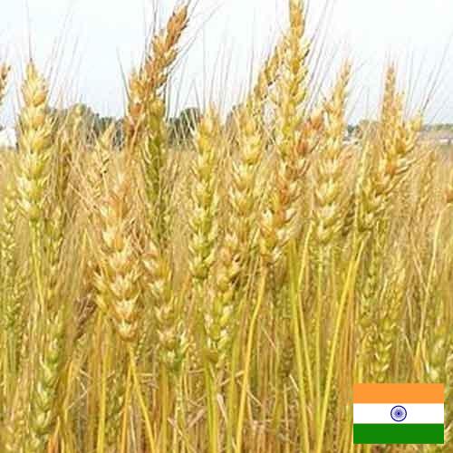 Кормовые культуры из Индии