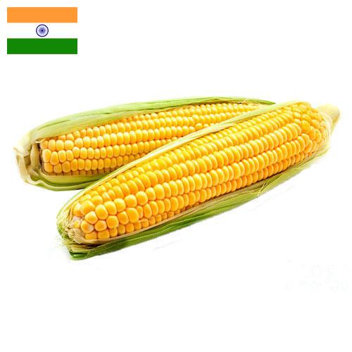 Кукуруза из Индии