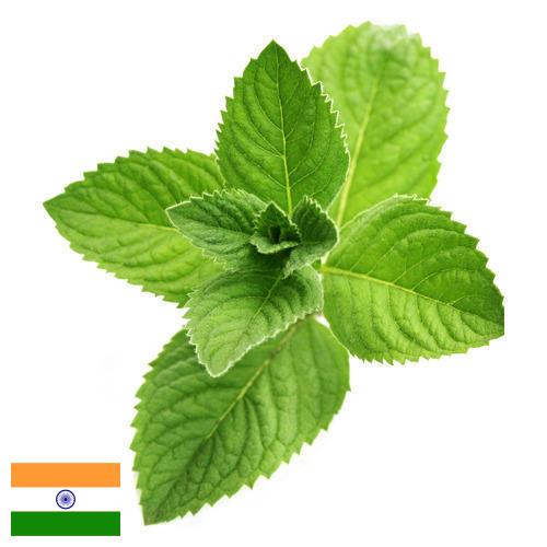 Ментол из Индии