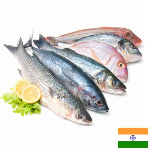 Морепродукты из Индии