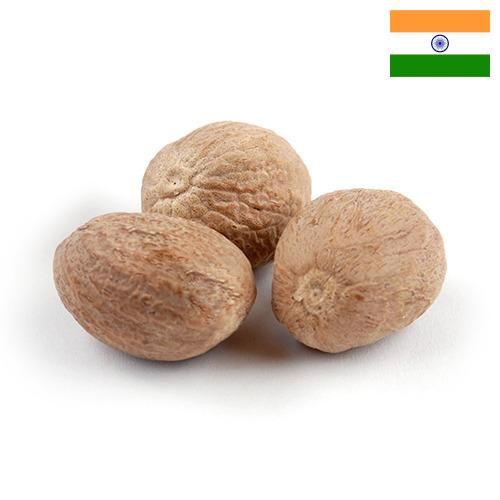 Мускатный орех из Индии