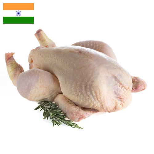 мясо птицы тушка из Индии