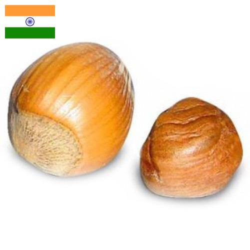 орех фундук из Индии