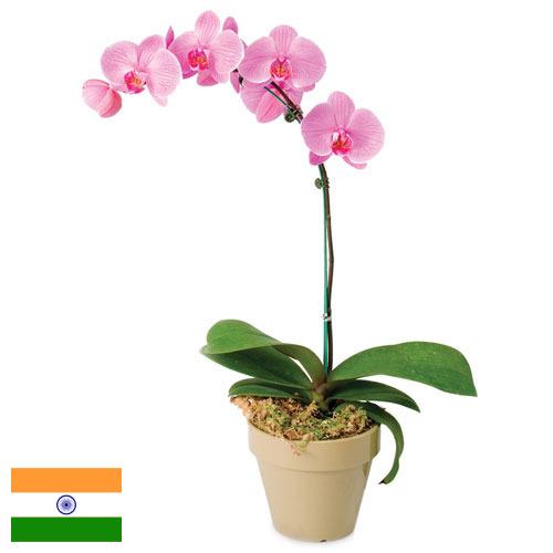 Орхидеи из Индии