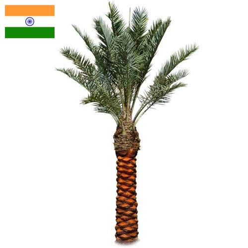 Пальмы из Индии