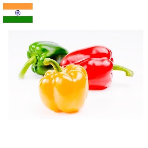 Перец сладкий из Индии