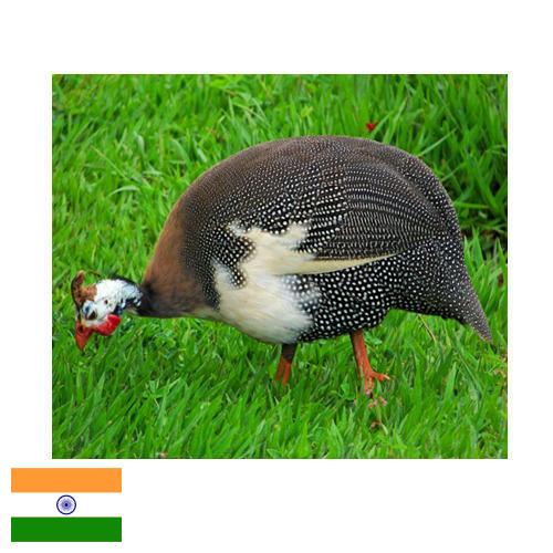 птица из Индии