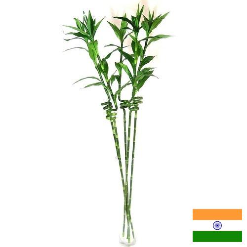 Растения искусственные из Индии