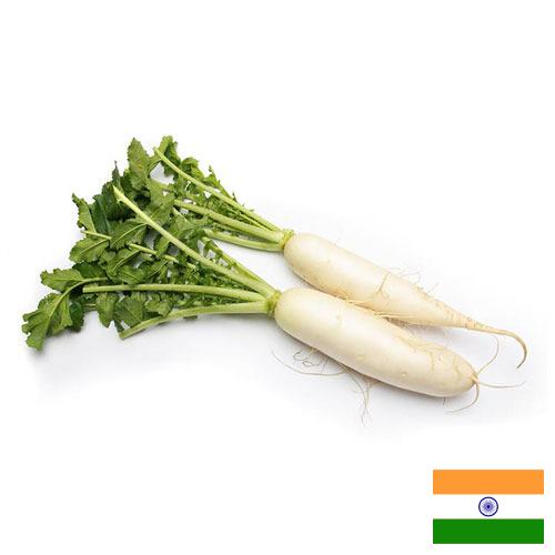 редиска из Индии