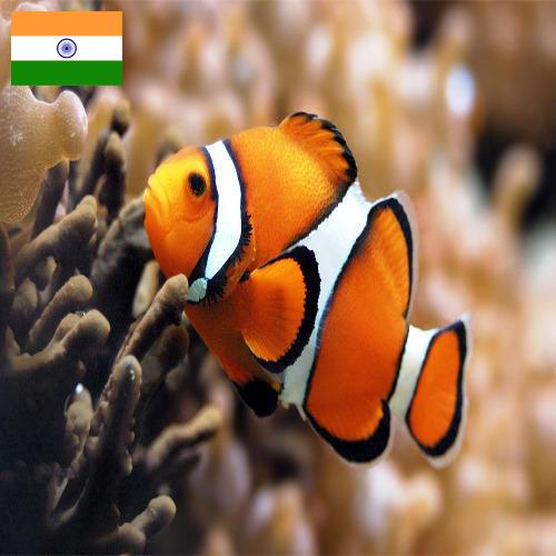 рыба из Индии