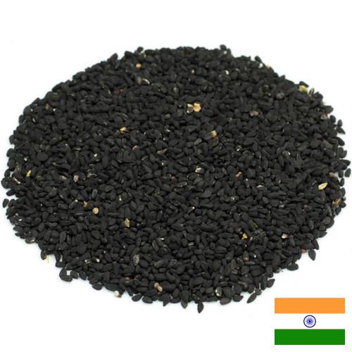 семена черного тмина из Индии