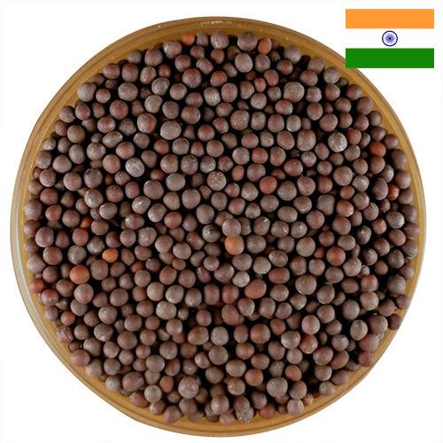 семена горчица из Индии