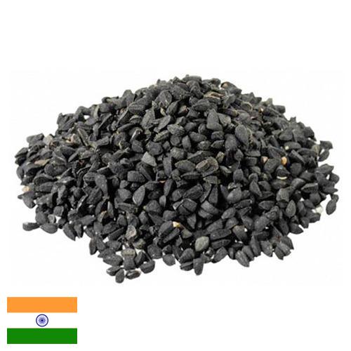 Семена лука из Индии