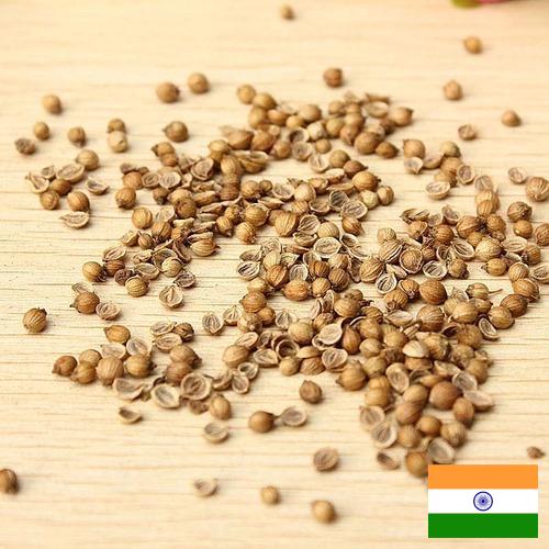 Семена овощей из Индии