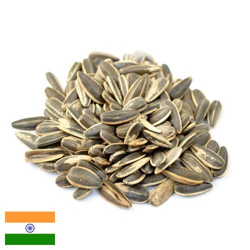 Семена подсолнечника из Индии