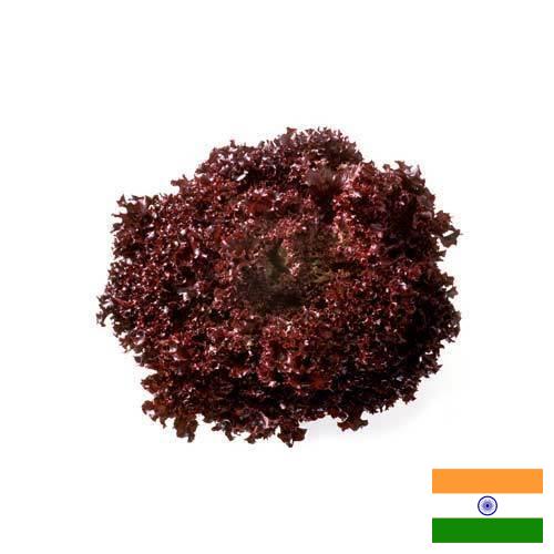 Семена салата из Индии