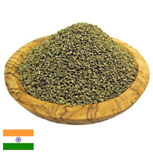 Семена сельдерея из Индии