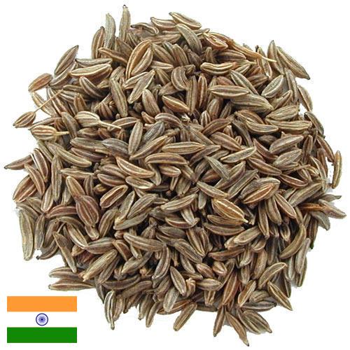 Семена тмина из Индии