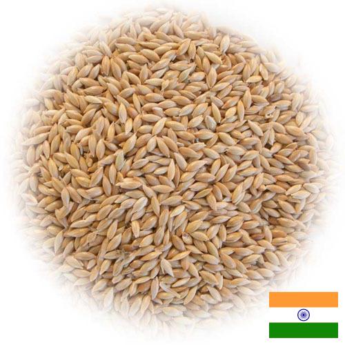 семена трав из Индии