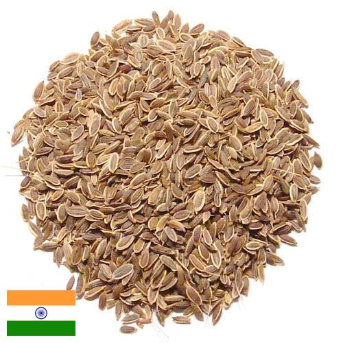 Семена укропа из Индии