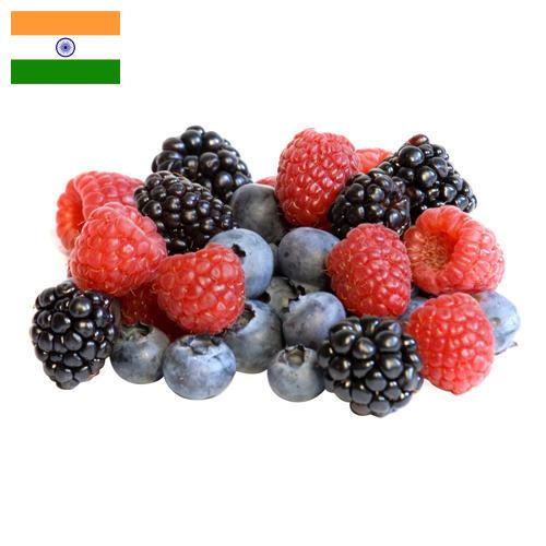 сублимированные ягоды из Индии