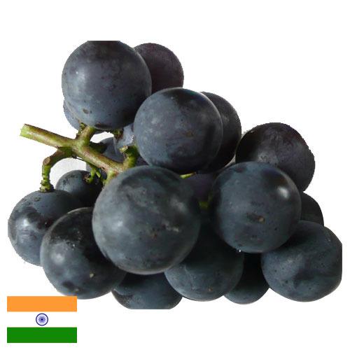 виноград столовый из Индии