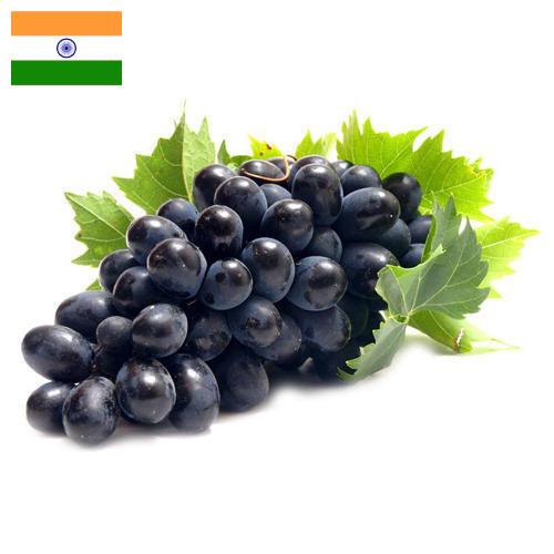 Виноград из Индии