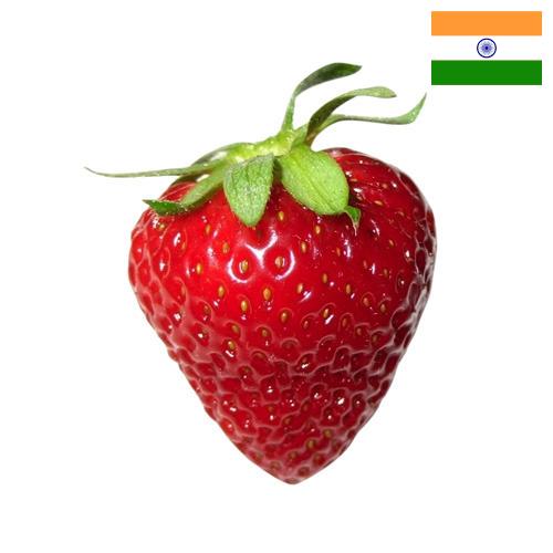 Земляника из Индии