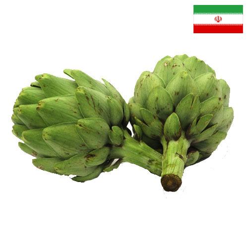 артишок из Ирана