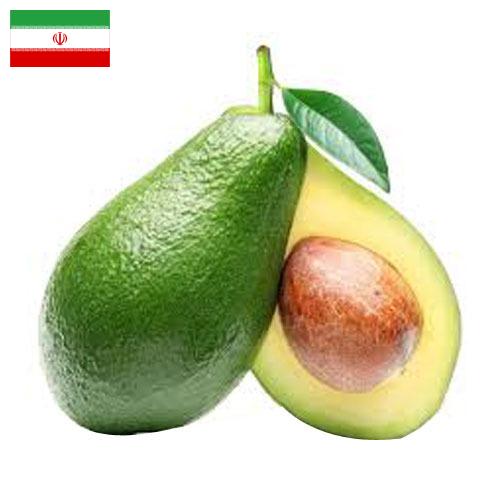 Авокадо из Ирана