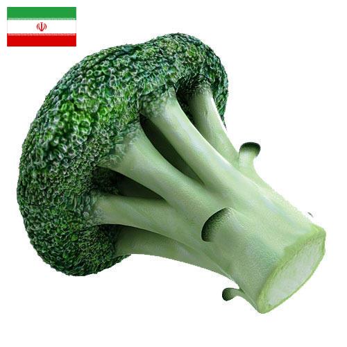 брокколи из Ирана