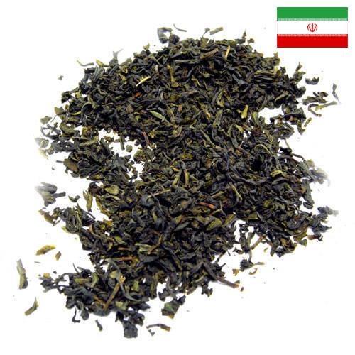 чай крупнолистовой из Ирана