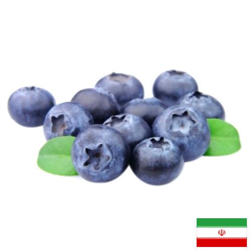 Черника из Ирана