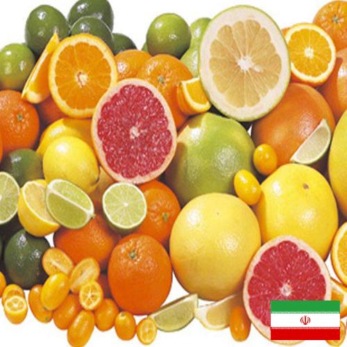 Цитрусовые фрукты из Ирана